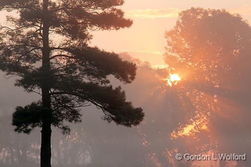 Trees In Foggy Sunrise_20424.jpg - Photographed near Smiths Falls, Ontario, Canada.